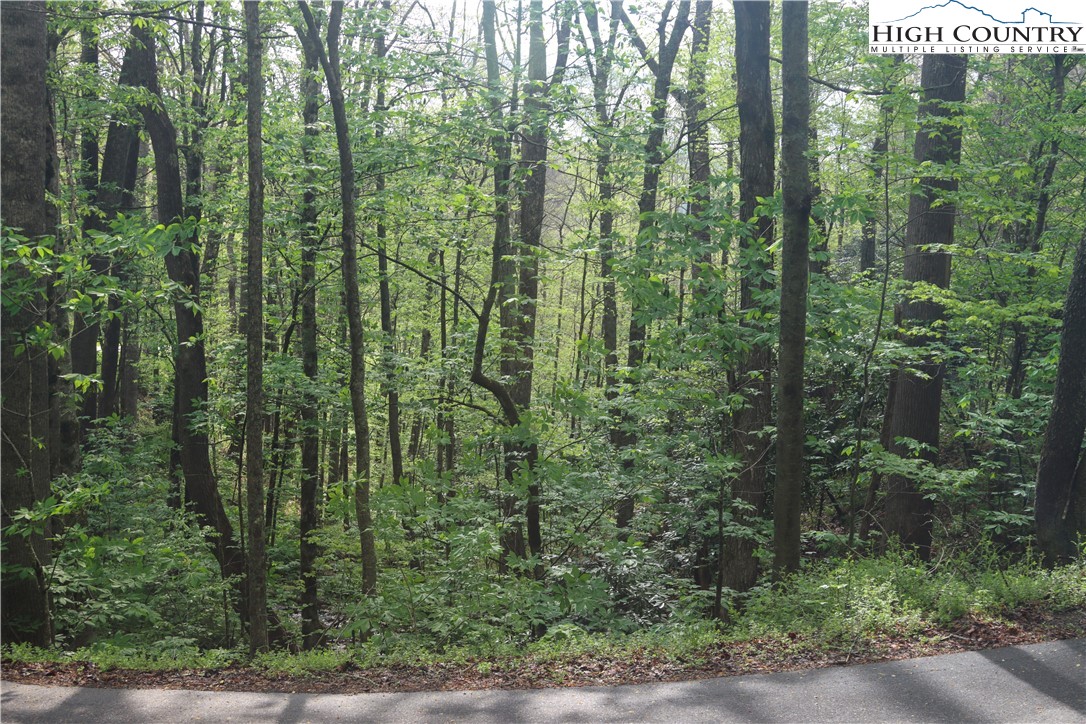 Big Hill Road Todd, NC 28684 - Photo 3 of 45 a view of a forest with a street