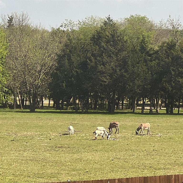 1704 Dunbrook Road McKinney, TX 75071 - Photo 4 of 17