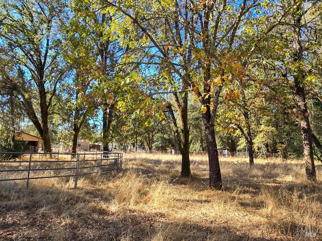 1540 Rd D Redwood Valley, CA 95470 - Photo 21 of 42 a view of dirt yard with a tree