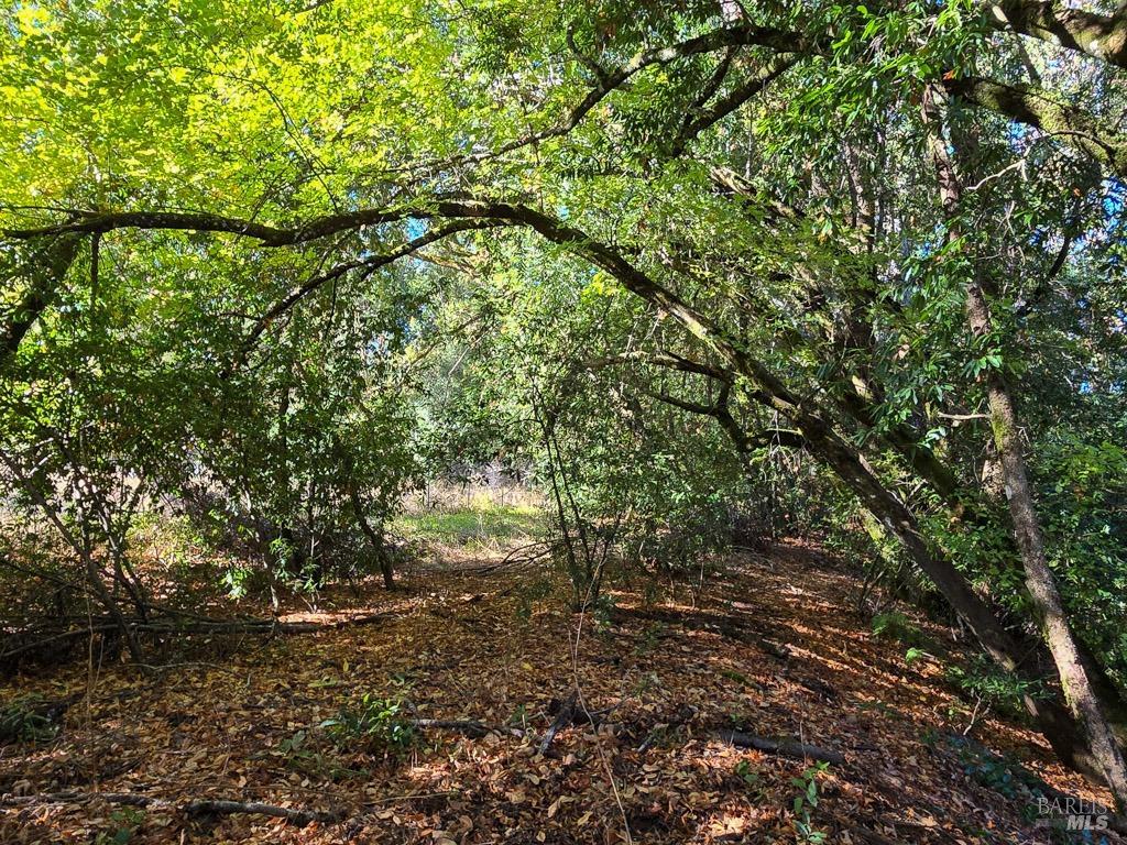1540 Rd D Redwood Valley, CA 95470 - Photo 23 of 42 a big tree
