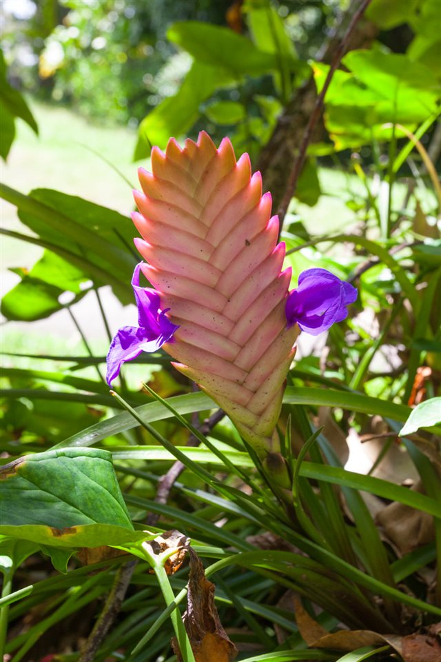 605 Kaupakalua Road Haiku, HI 96708 - Photo 26 of 30 a view of a tree with umbrellas
