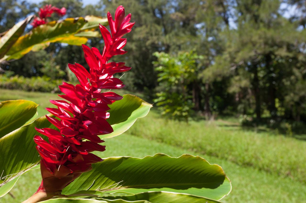 605 Kaupakalua Road Haiku, HI 96708 - Photo 27 of 30 a view of a flower