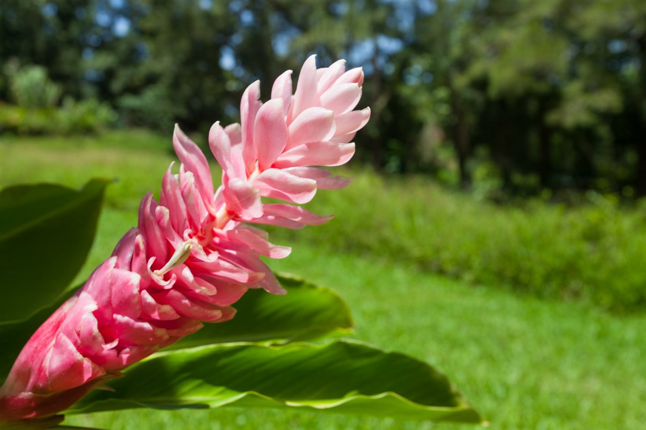 605 Kaupakalua Road Haiku, HI 96708 - Photo 28 of 30 a view of a flower