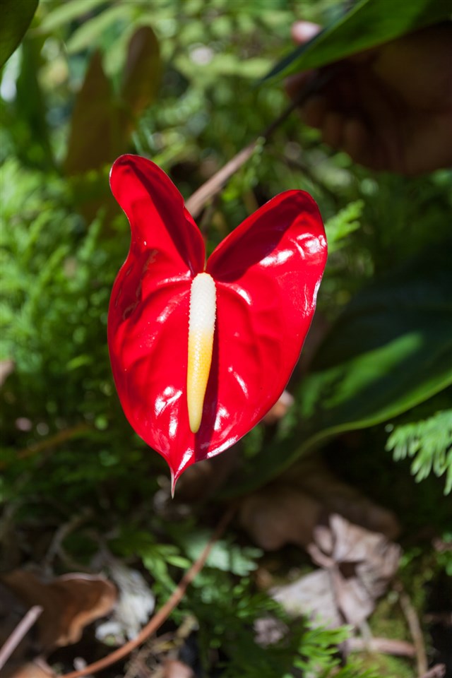 605 Kaupakalua Road Haiku, HI 96708 - Photo 29 of 30 a view of a tennis ground