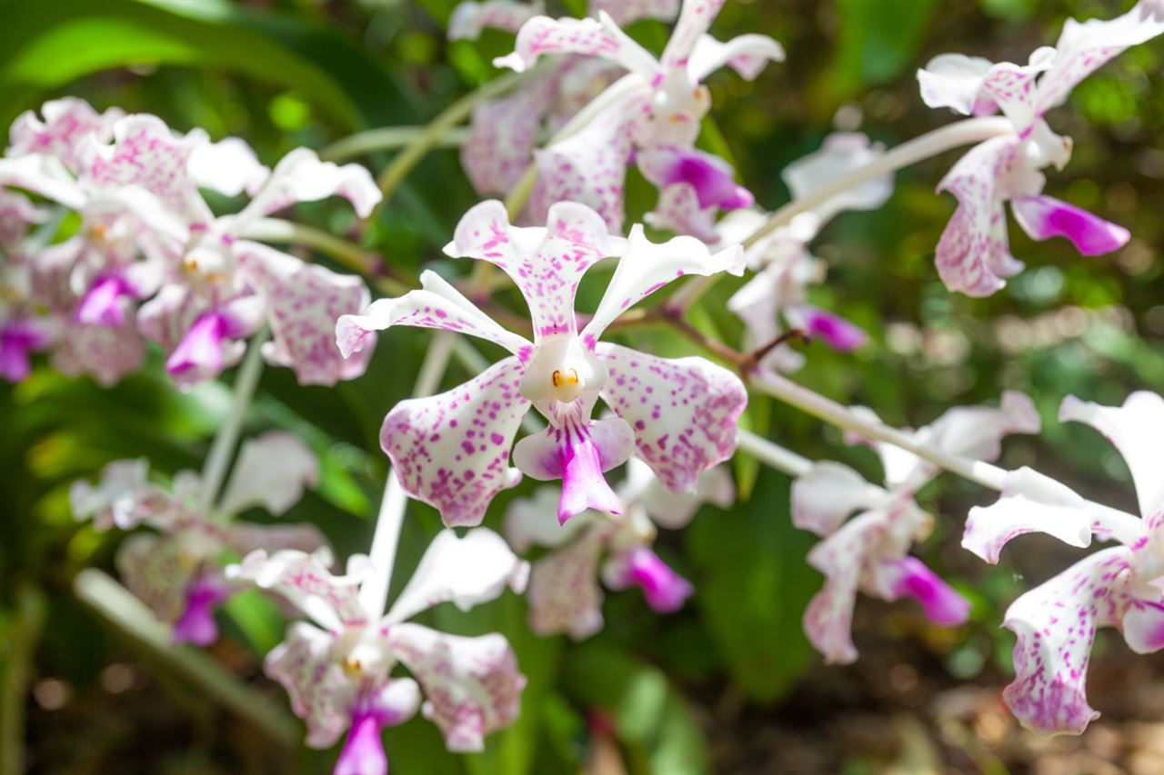 605 Kaupakalua Road Haiku, HI 96708 - Photo 30 of 30 a view of a flower