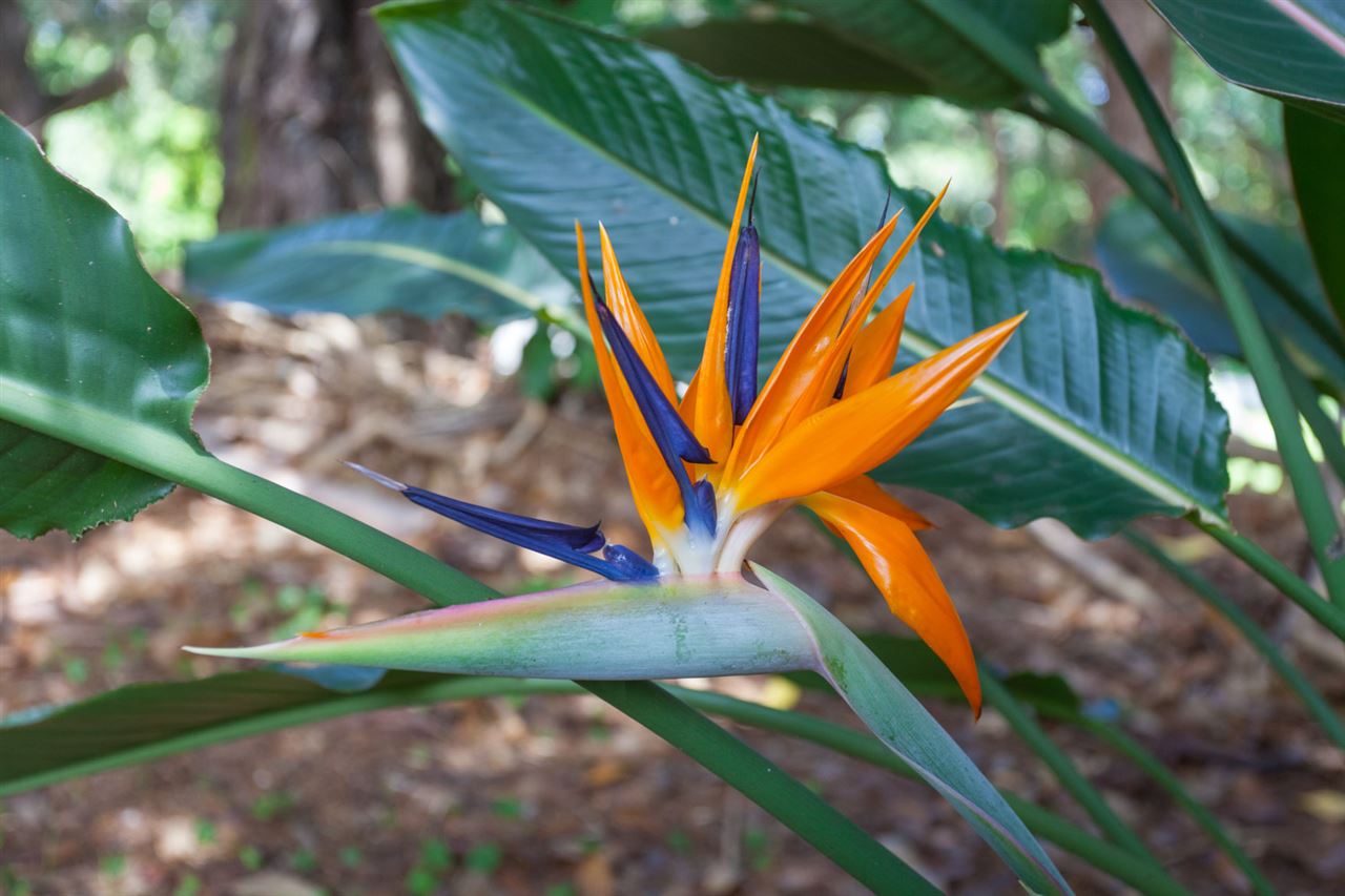 605 Kaupakalua Road Haiku, HI 96708 - Photo 9 of 30 a view of an outdoor space