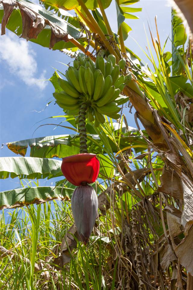 605 Kaupakalua Road Haiku, HI 96708 - Photo 10 of 30 a view of a vase with flowers