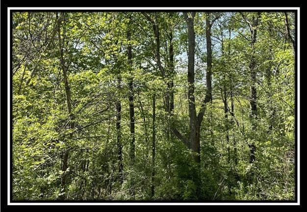 0 Shaver Road, Unit TRACT 1 Blue Rock, OH 43720 - Photo 21 of 31 image021