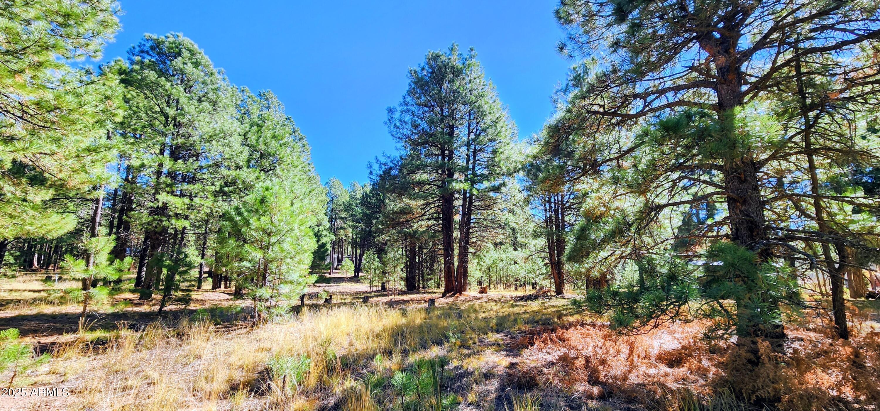 1958 Ferret Circle, Unit 260 Forest Lakes, AZ 85931 - Photo 4 of 7 a view of a yard with plants and trees