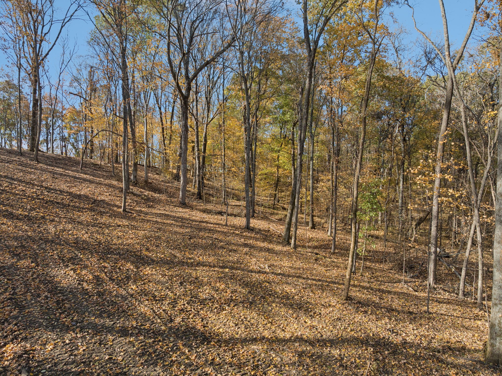 0 Palmer Road Lebanon, TN 37090 - Photo 20 of 31 a view of empty room with trees