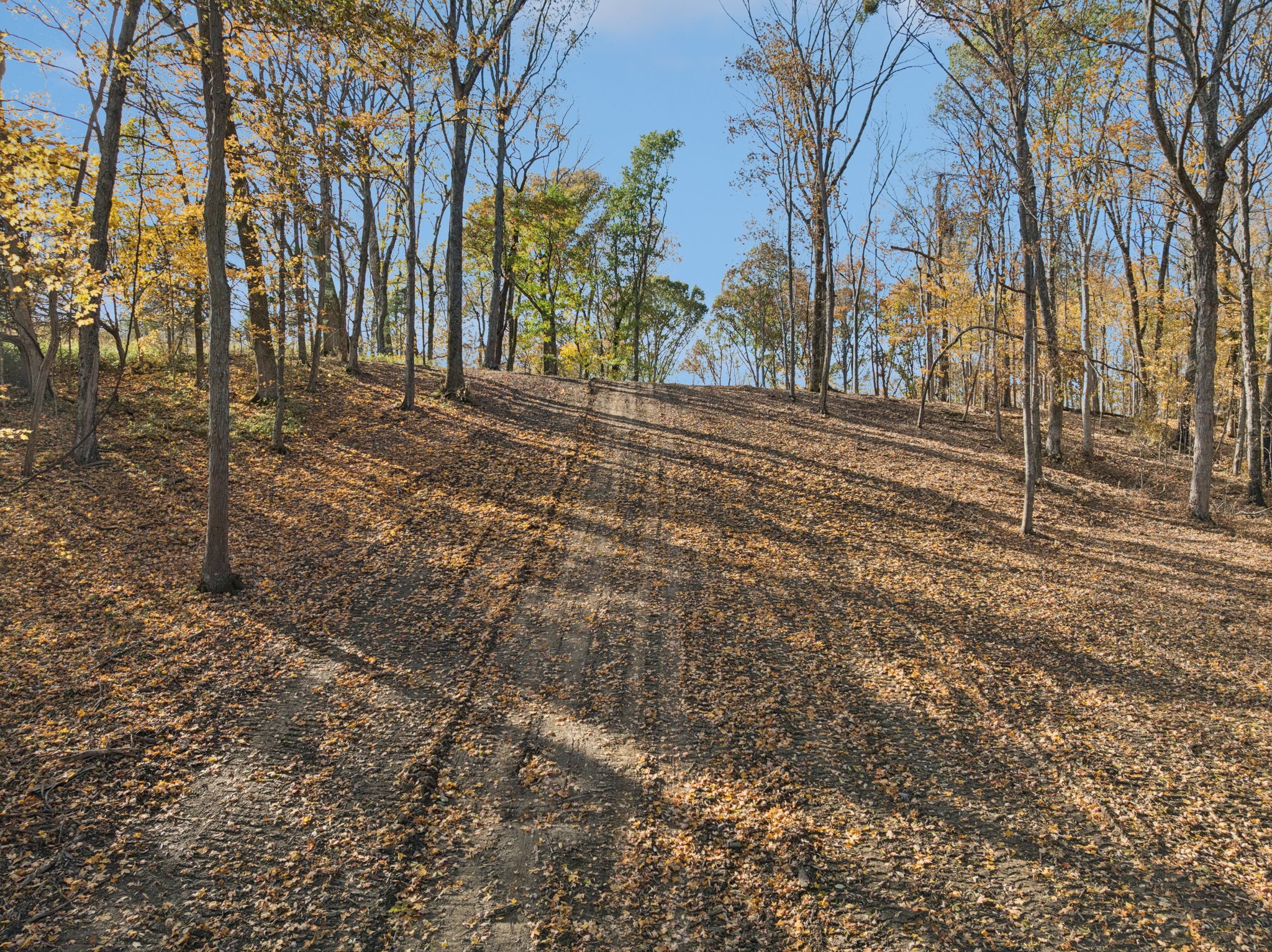 0 Palmer Road Lebanon, TN 37090 - Photo 6 of 31 a view of large trees with yard