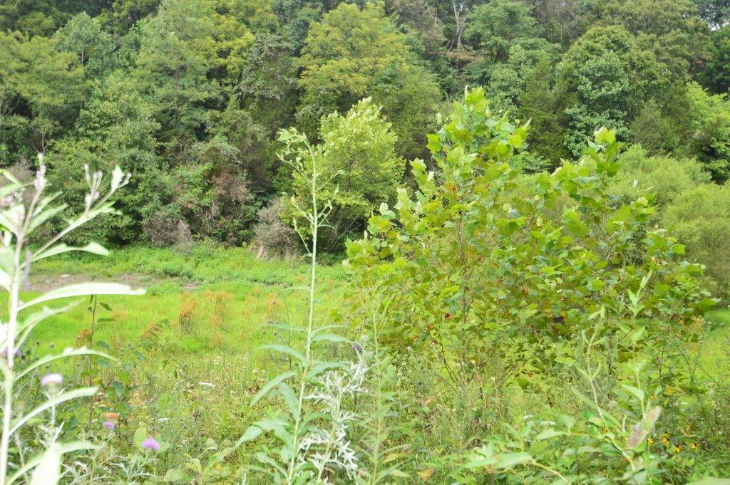 3561 Trapp-Goffs Cor Road Winchester, KY 40391 - Photo 42 of 47 Photo 42