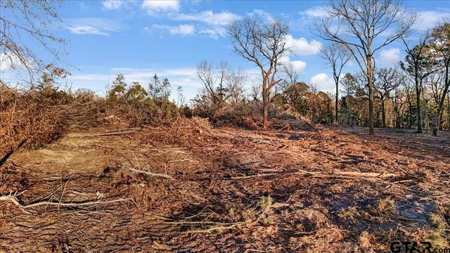 a view of a yard with a tree