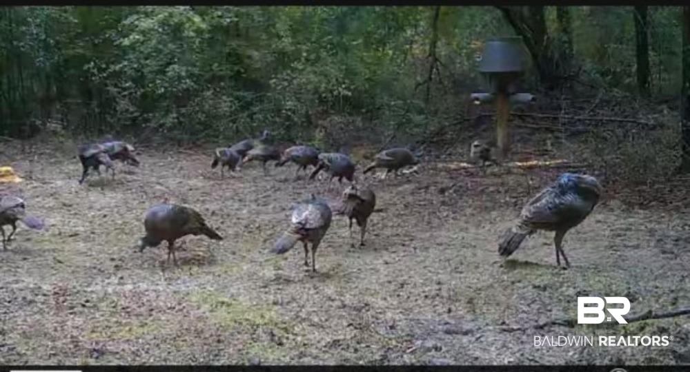 0 Dixie Road Andalusia, AL 36420 - Photo 2 of 2