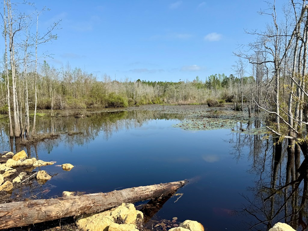 13.5-acre Red Oak Road Florala, AL 36442 - Photo 2 of 13