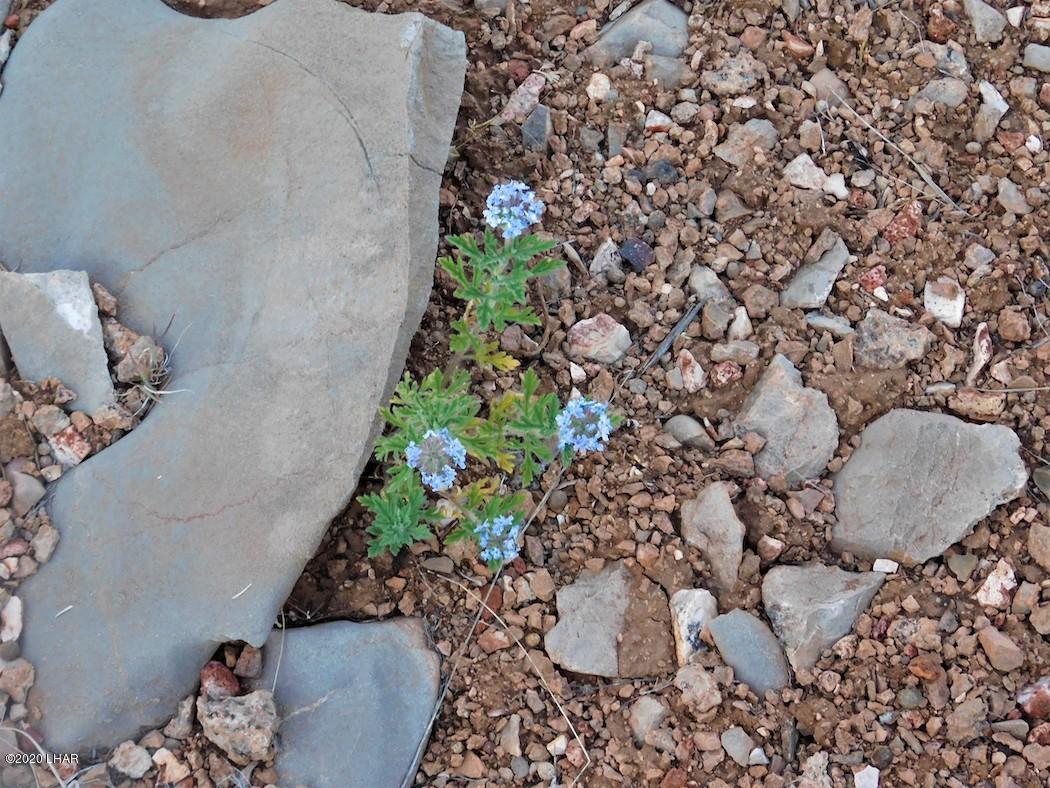 Lot 8 Sidwell Road Kingman, AZ 86401 - Photo 17 of 24 Flower 4