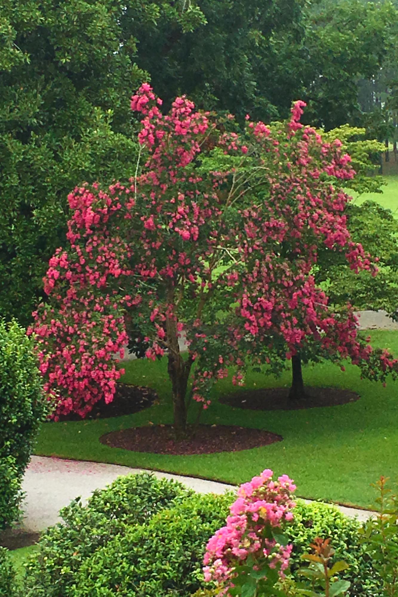 1678 Lone Star Road St. Matthews, SC 29135 - Photo 26 of 48 Crepe Myrtle 1