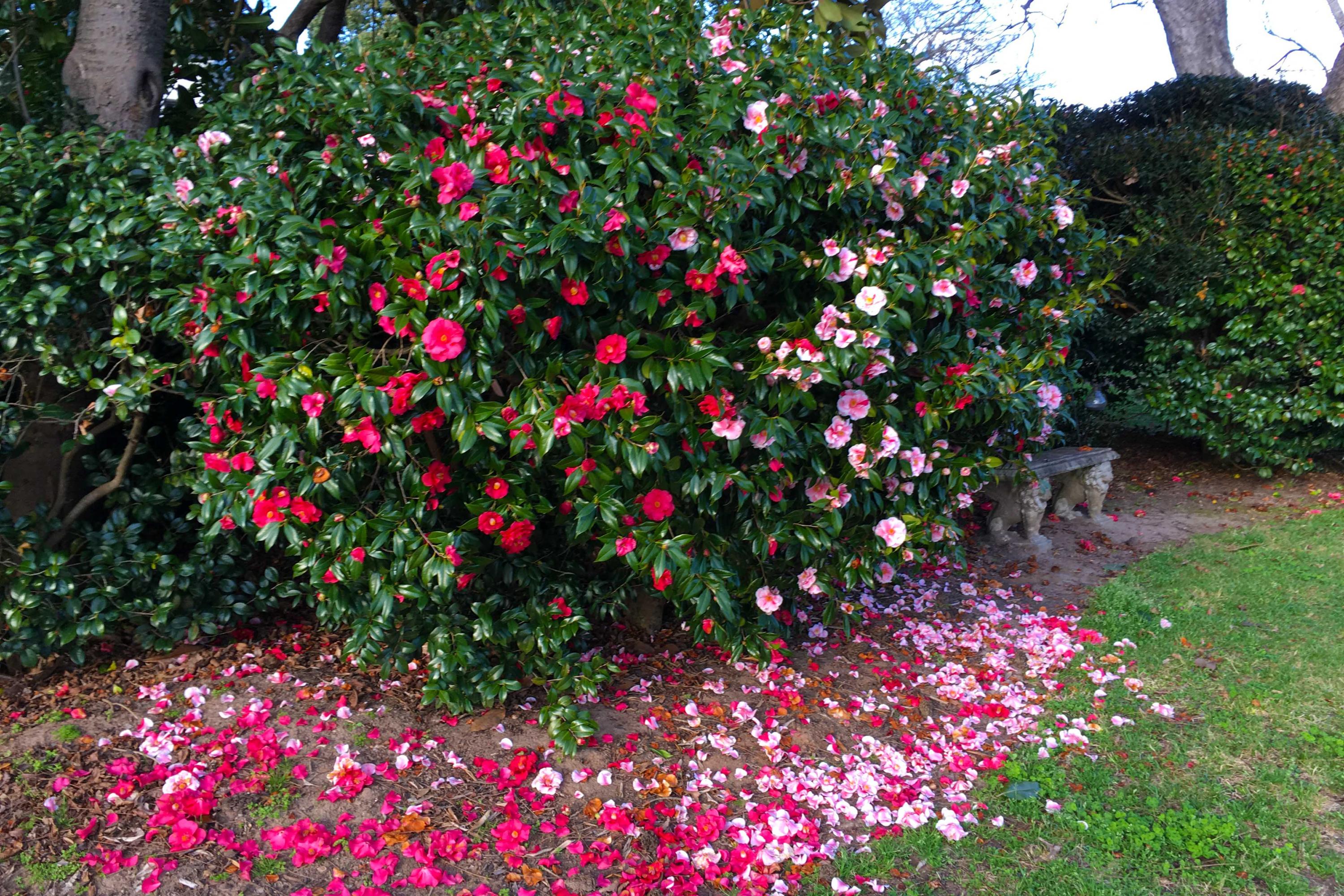 1678 Lone Star Road St. Matthews, SC 29135 - Photo 28 of 48 Camellia 2