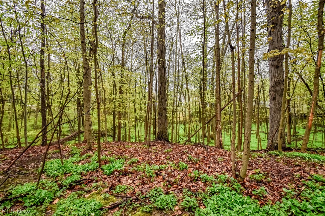 8242 Starburst Road Mentor, OH 44060 - Photo 23 of 37 Wooded lot with mature trees and verdant undergrowth