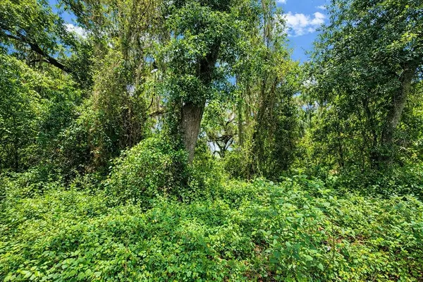 a view of a lush green forest