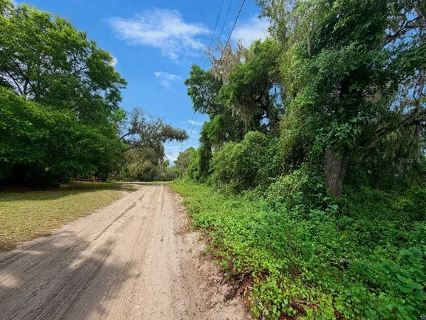 a view of street with tall trees