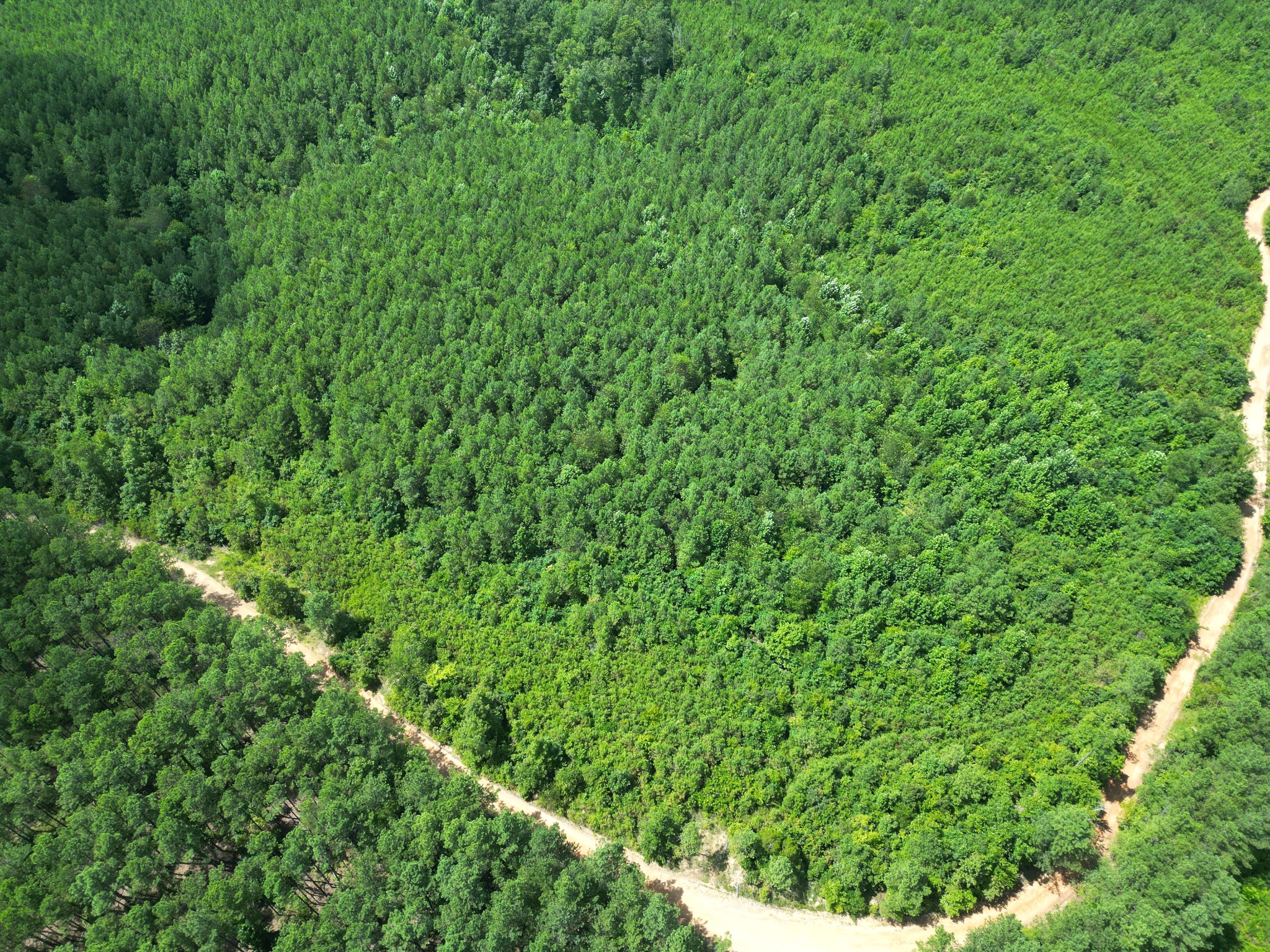 a view of a lush green forest
