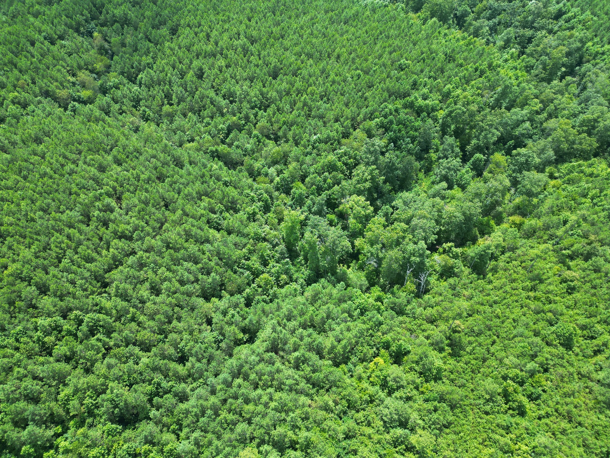 0 Seiber Ridge Road Hohenwald, TN 38462 - Photo 11 of 13 a view of a lush green forest