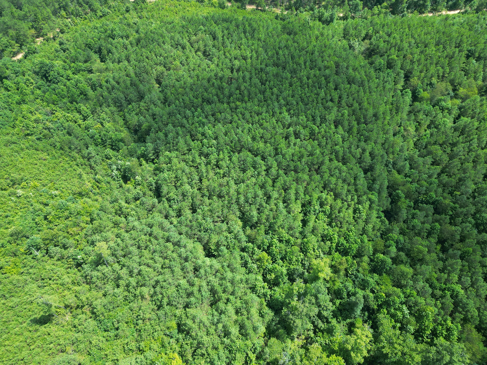 0 Seiber Ridge Road Hohenwald, TN 38462 - Photo 12 of 13 a view of a lush green forest