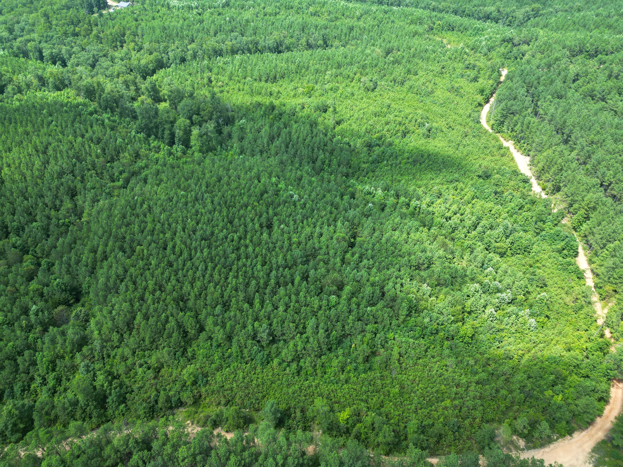 0 Seiber Ridge Road Hohenwald, TN 38462 - Photo 2 of 13 a view of a lush green forest