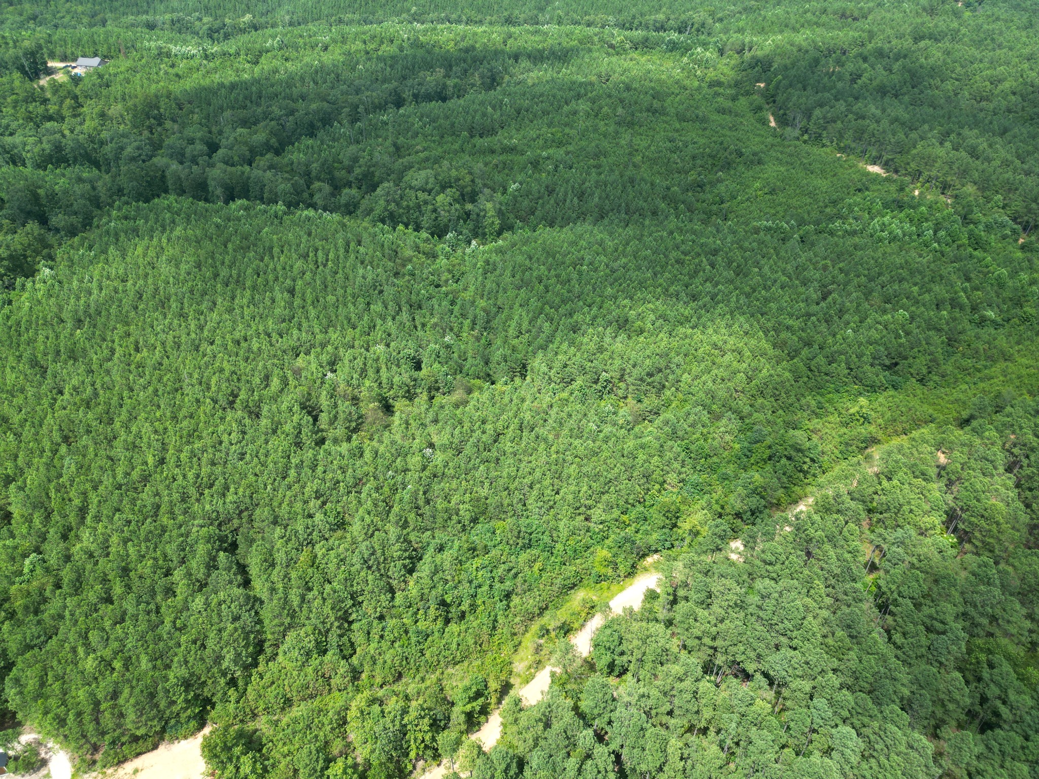0 Seiber Ridge Road Hohenwald, TN 38462 - Photo 3 of 13 a view of a lush green forest