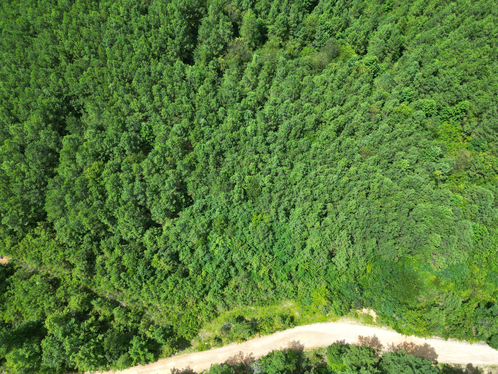 0 Seiber Ridge Road Hohenwald, TN 38462 - Photo 6 of 13 a view of a yard with plants