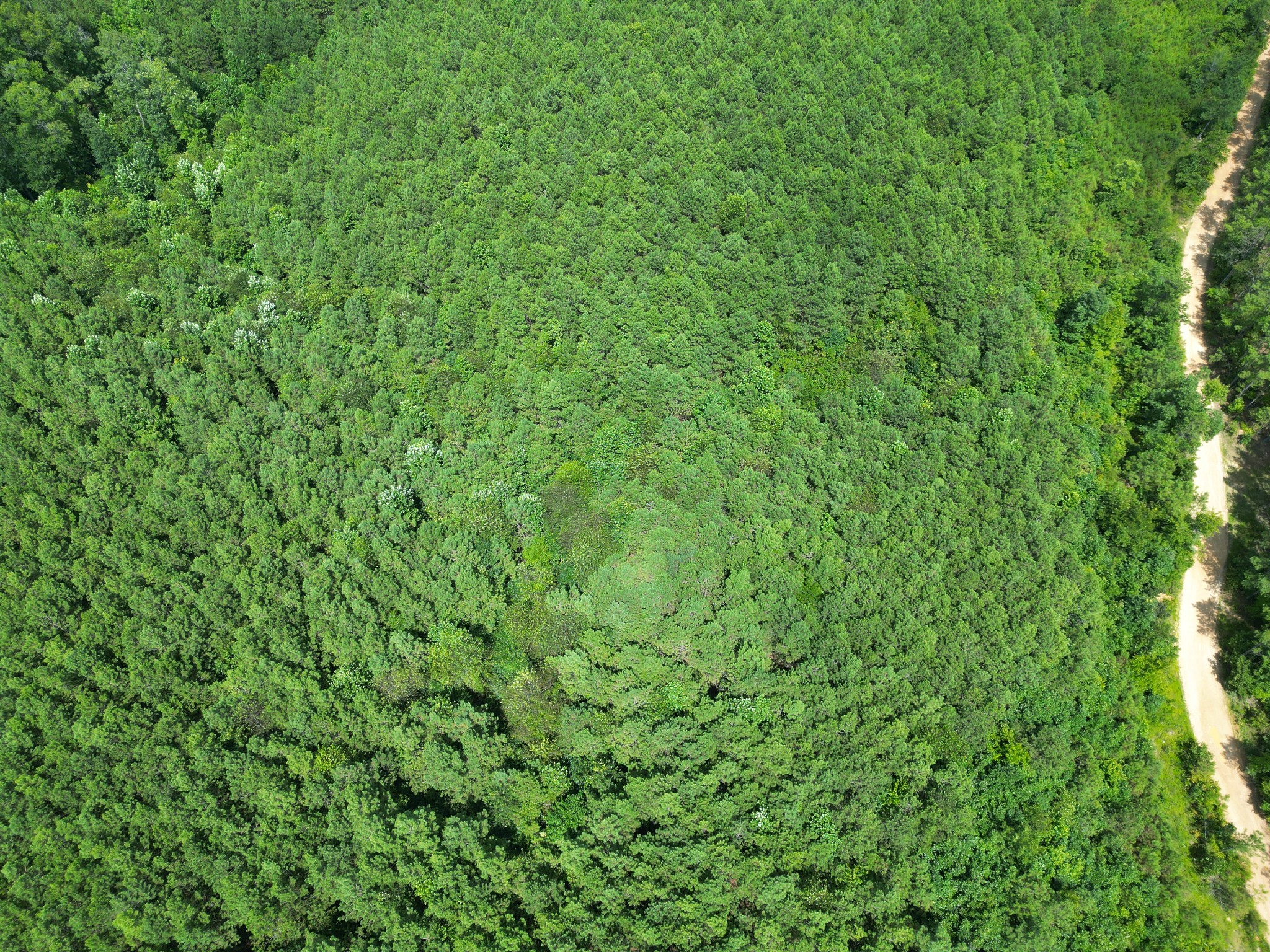 0 Seiber Ridge Road Hohenwald, TN 38462 - Photo 8 of 13 a view of a lush green forest