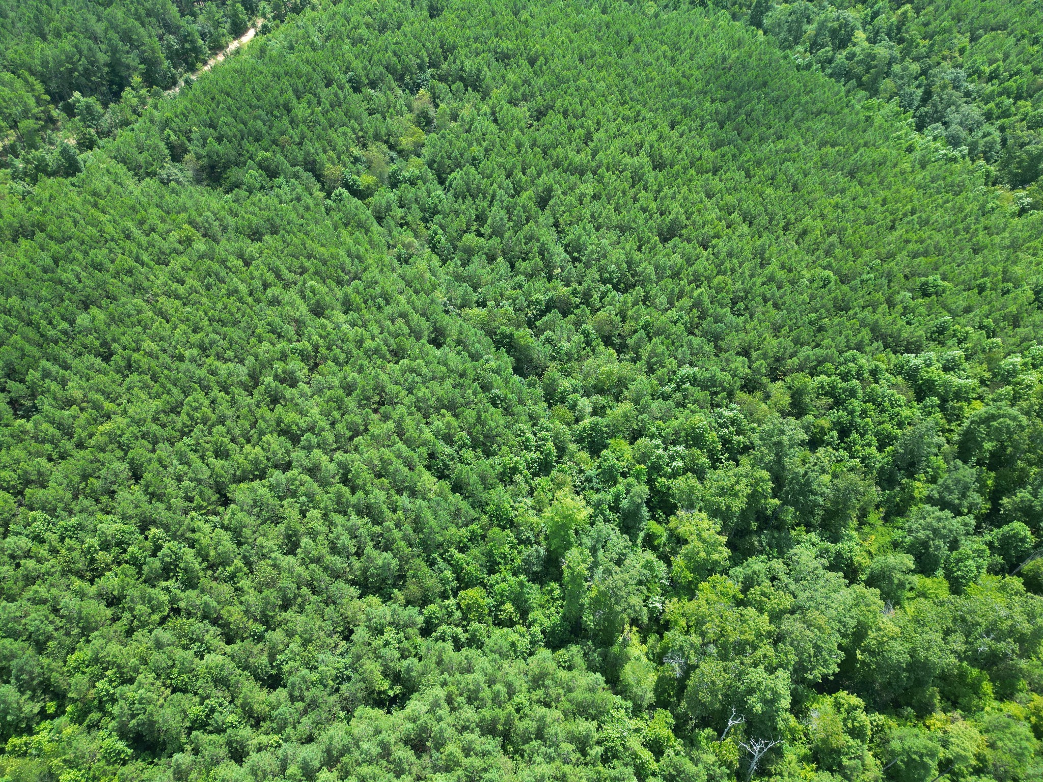 0 Seiber Ridge Road Hohenwald, TN 38462 - Photo 10 of 13 a view of a lush green forest