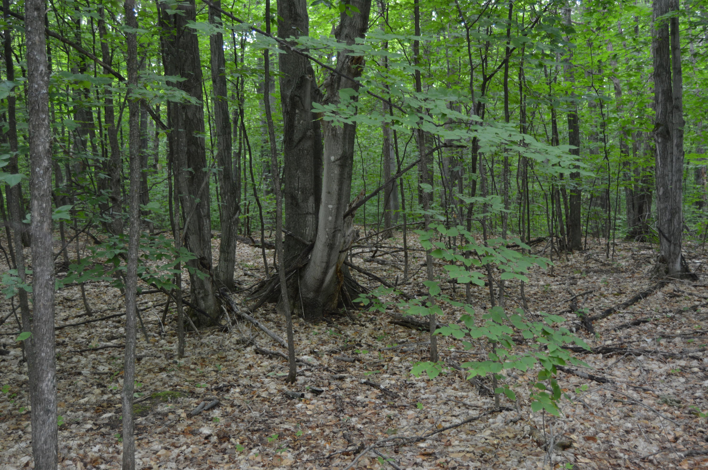 Xxx Adams Road Wolverine, MI 49799 - Photo 10 of 12 Gallery Image 10