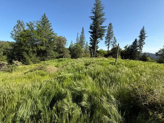 a view of a forest with trees in the background