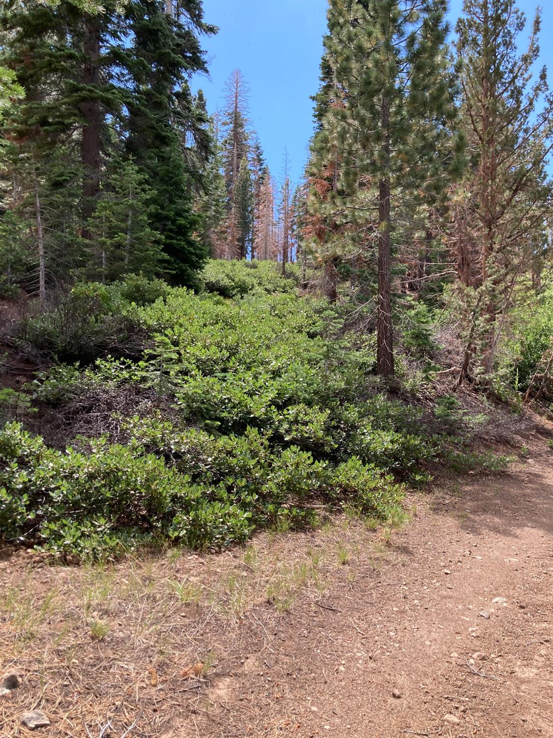 0 Poor Boy Road Markleeville, CA 96120 - Photo 4 of 14 a plant with lots of trees