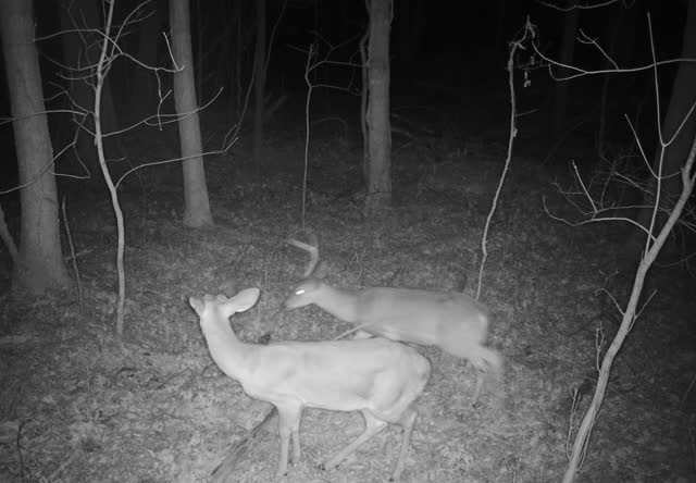 0 Dyer Branch Road Carthage, TN 37030 - Photo 13 of 33