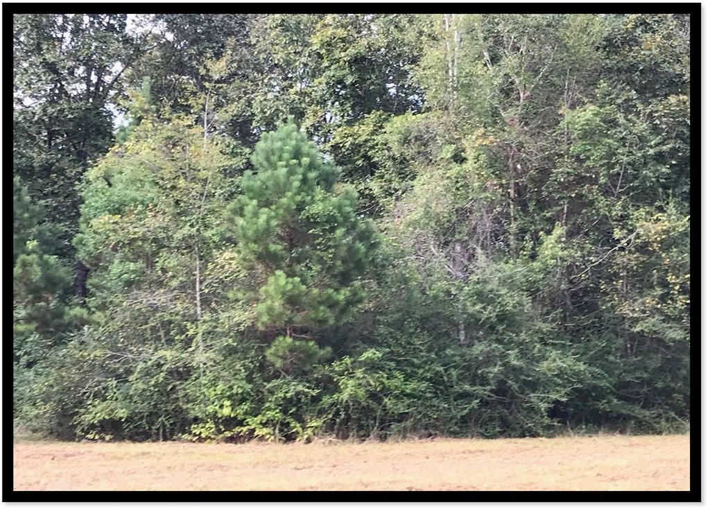 97 Jordan Hill Road Carson, MS 39427 - Photo 3 of 11 Photo 3