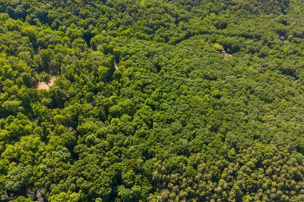 0 Emery Creek Road Chatsworth, GA 30705 - Photo 7 of 14 a view of a lush green forest with a tree