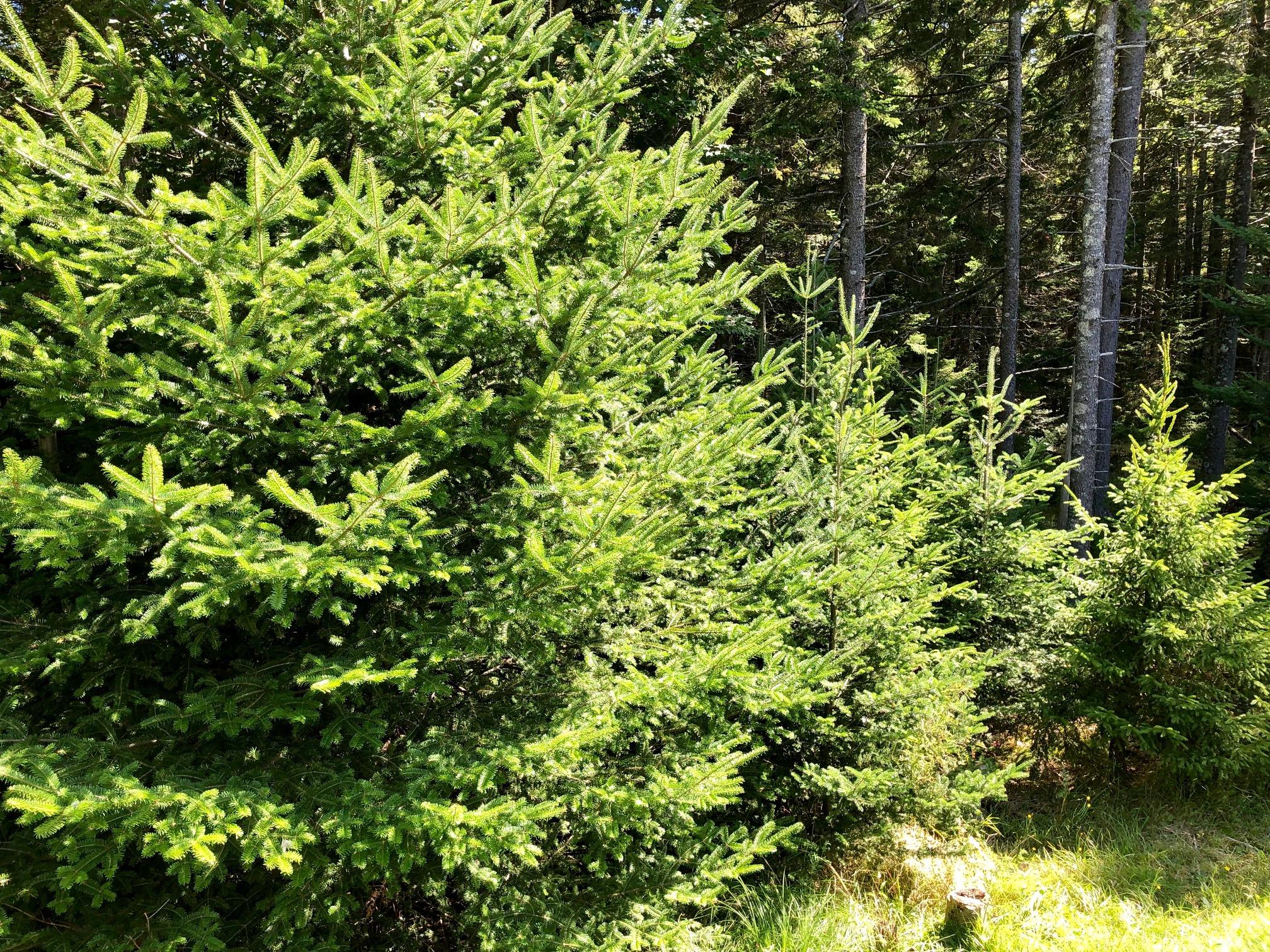 130 Bass Harbor Woods Road Bass Harbor, ME 04653 - Photo 38 of 41 Land