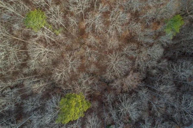 a view of a lake with lots of trees