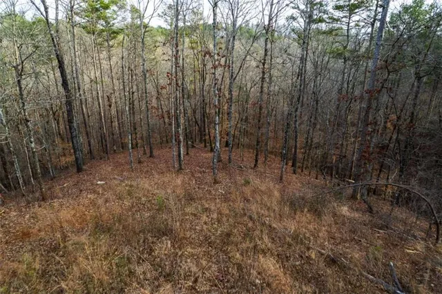 a view of a forest with trees in the background