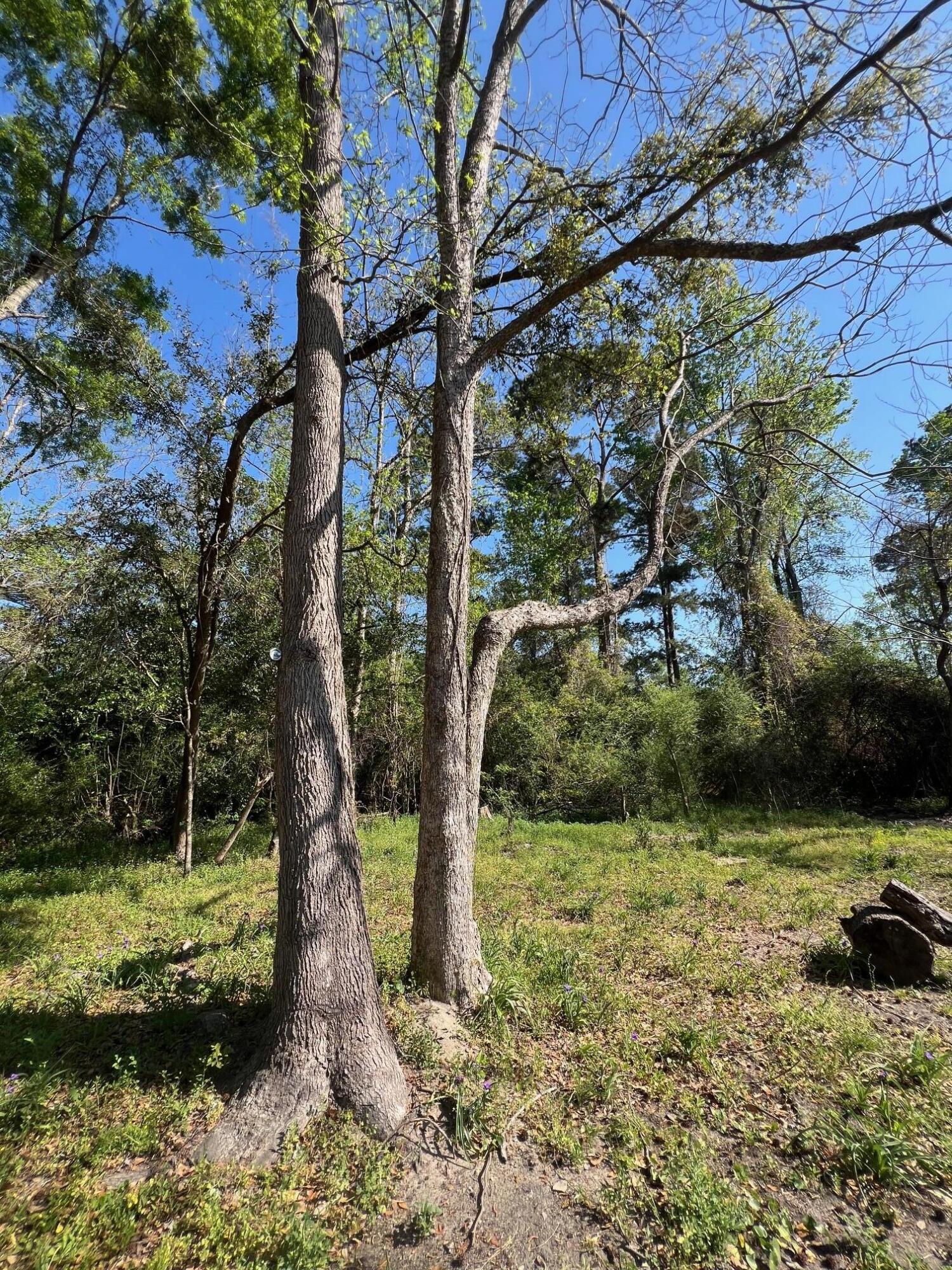 205 3rd Street Walterboro, SC 29488 - Photo 16 of 16 IMG_0516