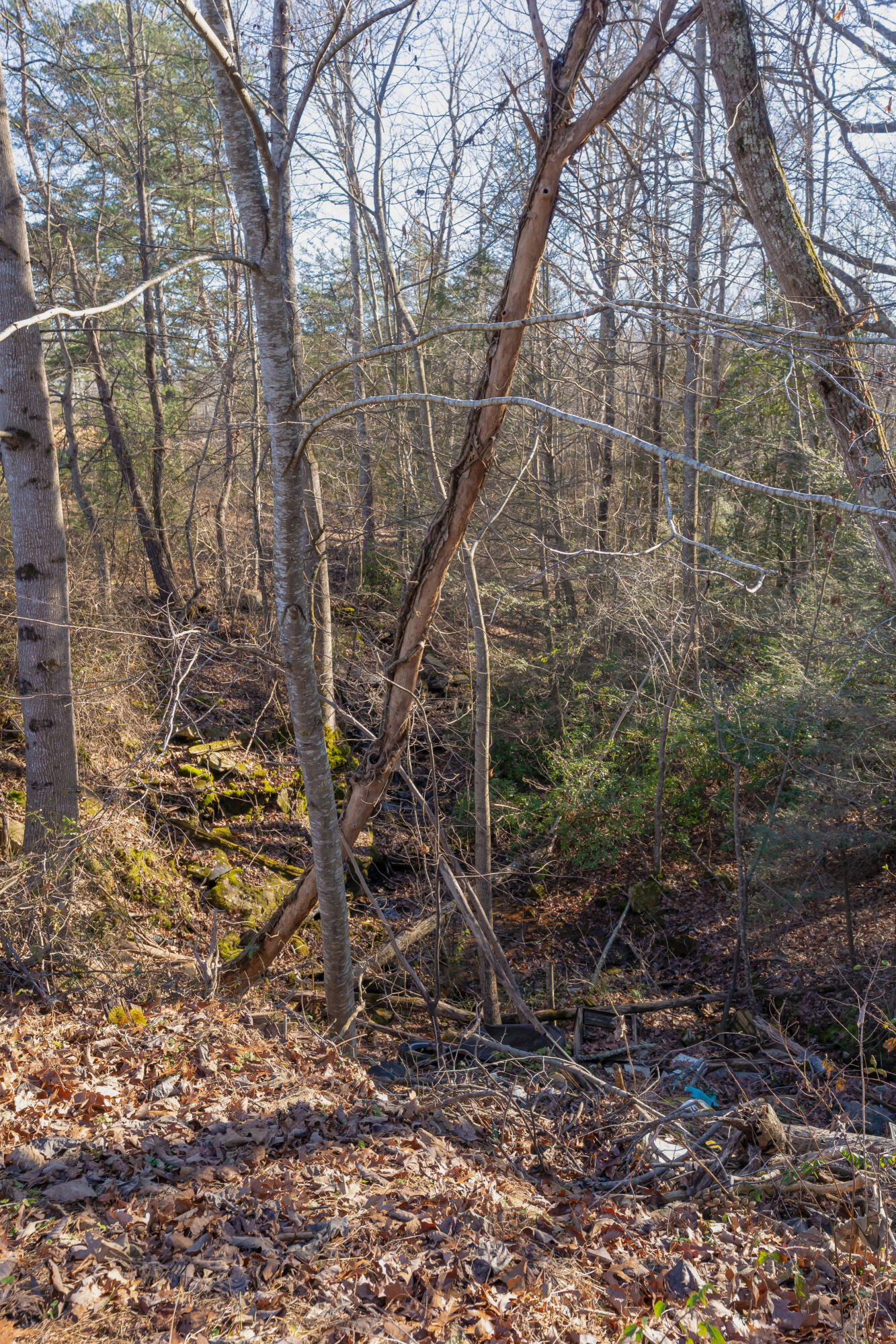 698 Payne Chapel Road Lookout Mountain, GA 30750 - Photo 57 of 101 63 - 698 Payne Chapel Rd - Ground