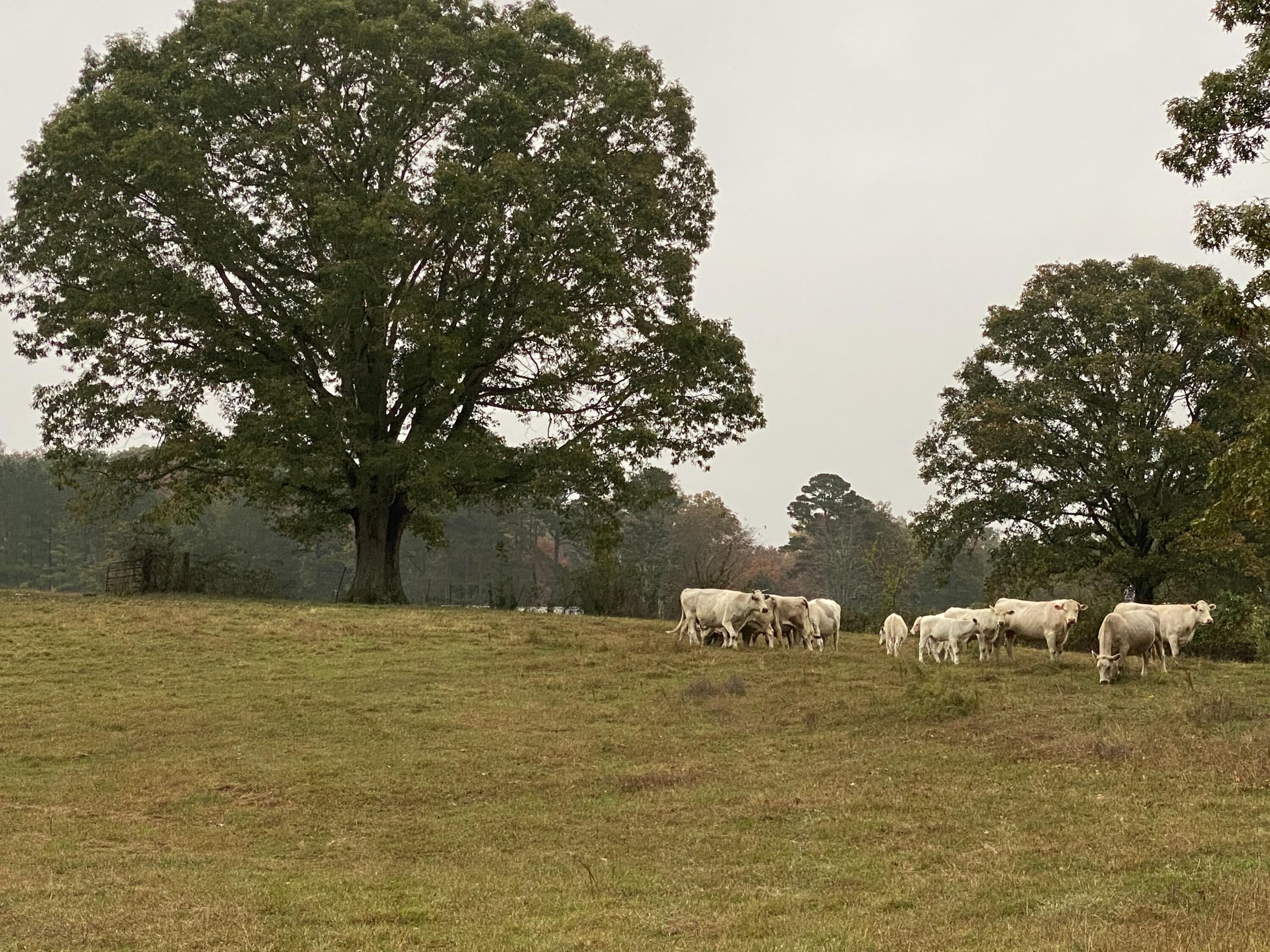 698 Payne Chapel Road Lookout Mountain, GA 30750 - Photo 83 of 101 04 - 698 Payne Chapel Rd - Seller Pics