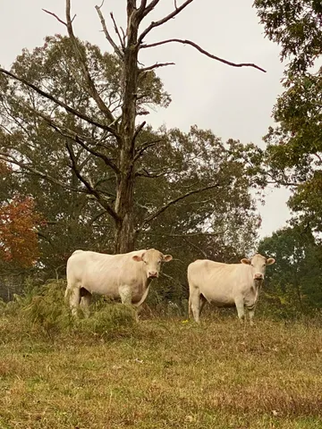 $2,500,000 | 698 Payne Chapel Road, Lookout Mountain, GA 30750