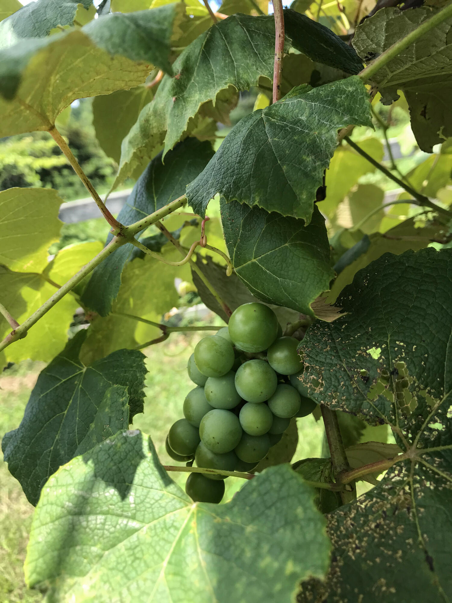 698 Payne Chapel Road Lookout Mountain, GA 30750 - Photo 91 of 101 14 - 698 Payne Chapel Rd - Seller Pics