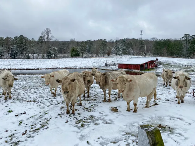 $2,500,000 | 698 Payne Chapel Road, Lookout Mountain, GA 30750