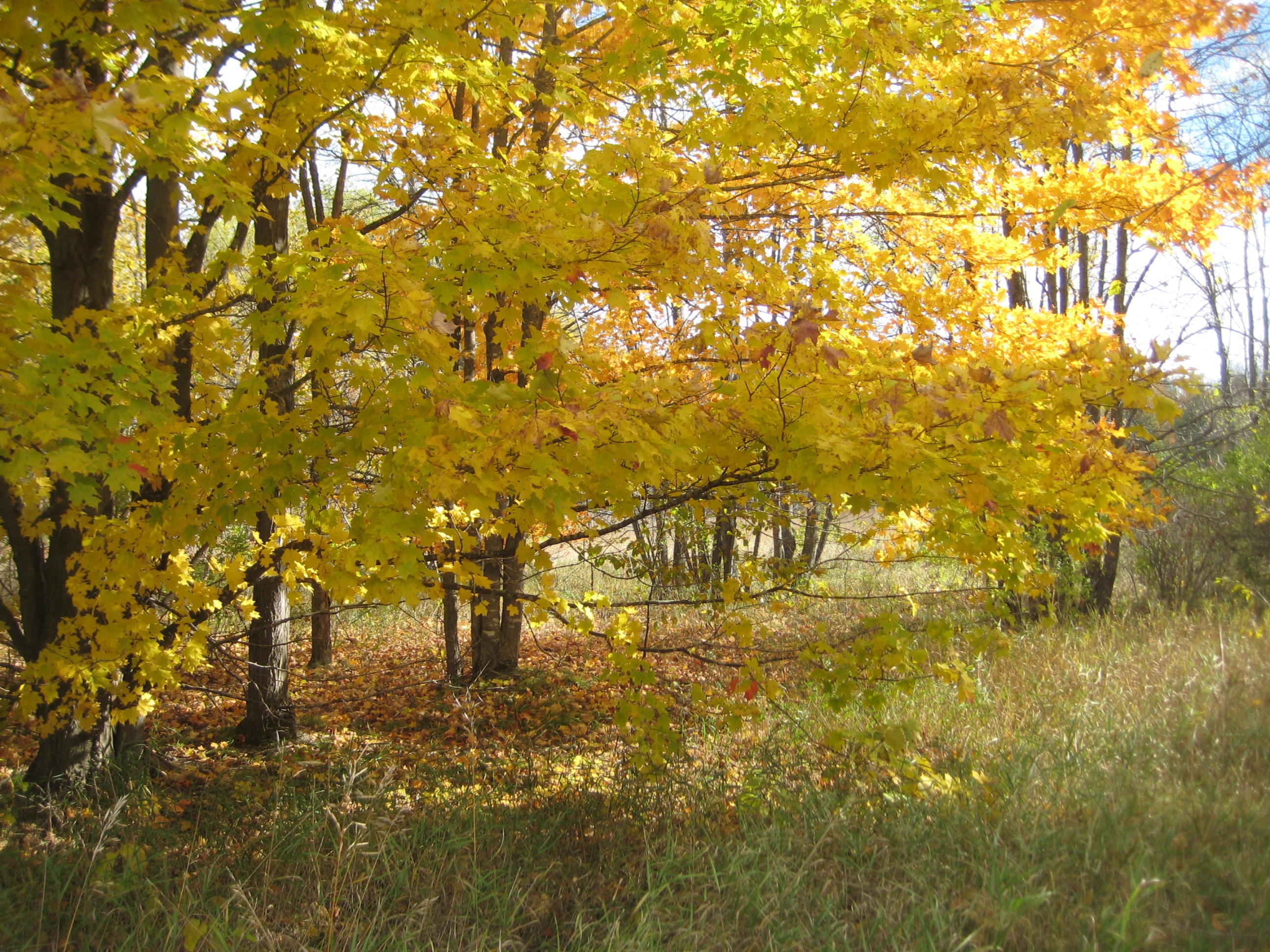 Barney Road Alanson, MI 49706 - Photo 9 of 13 Gallery Image 9