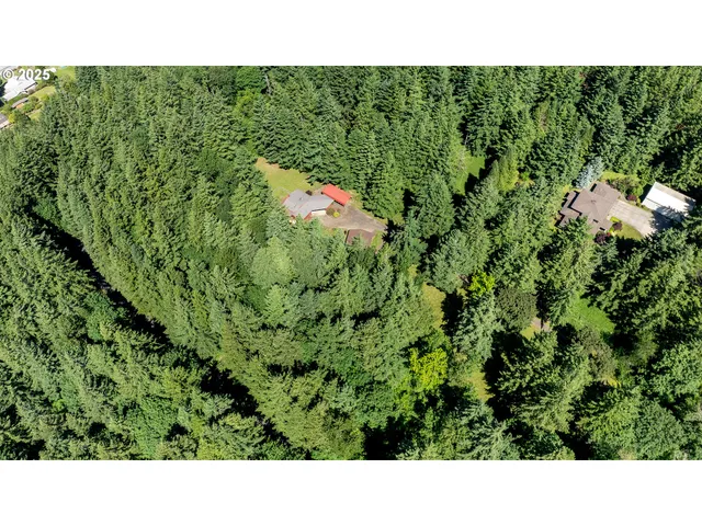 a open area with lots of trees